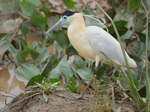 Kapreiger (Pilherodius pileatus)